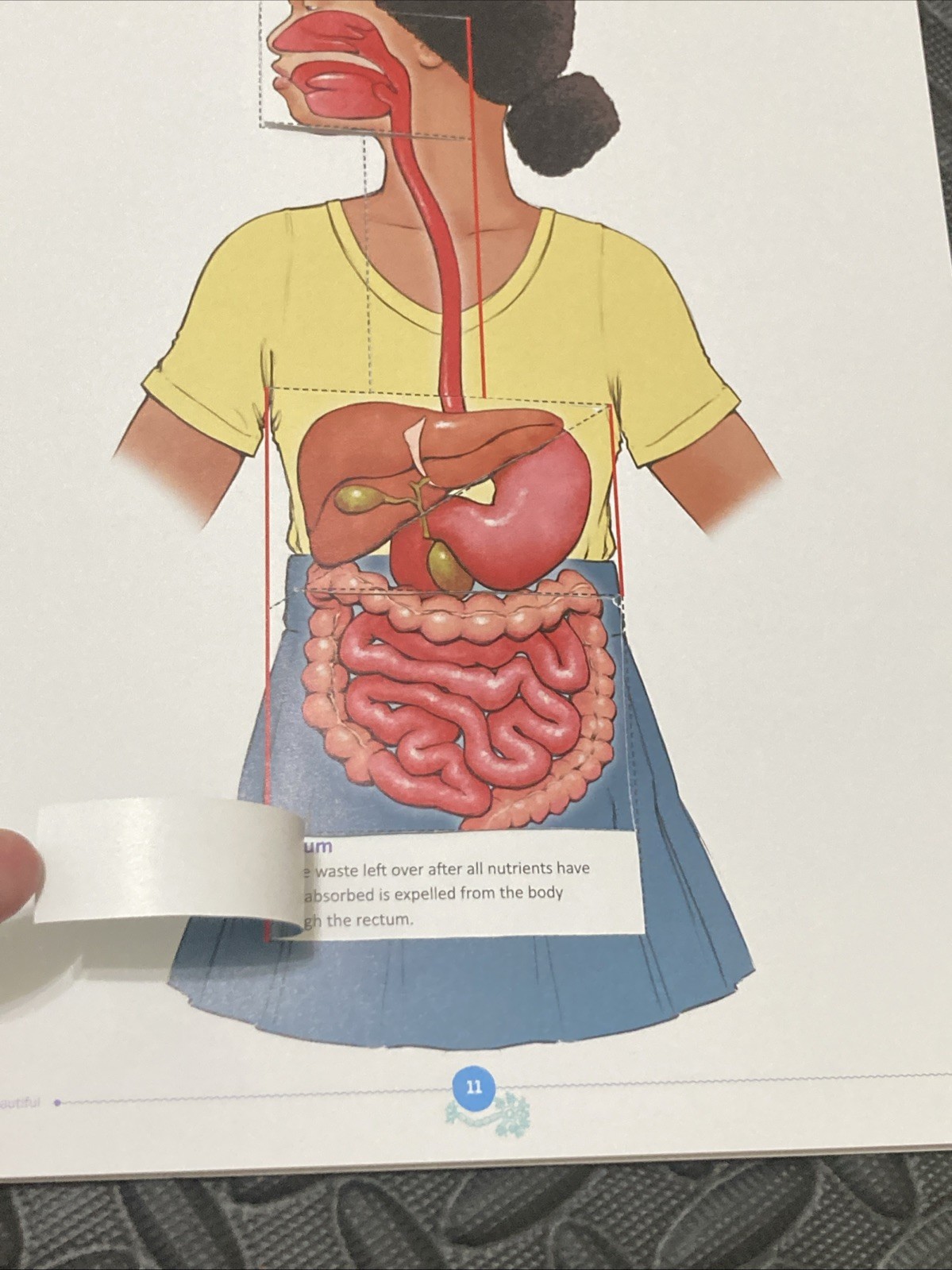 The Good & The Beautiful HEALTH AND THE PHYSICAL BODY 3-8 Science Unit Study