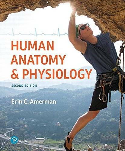 Human Anatomy & Physiology (2nd Edition) – Hardcover By Amerman, Erin C. – GOOD