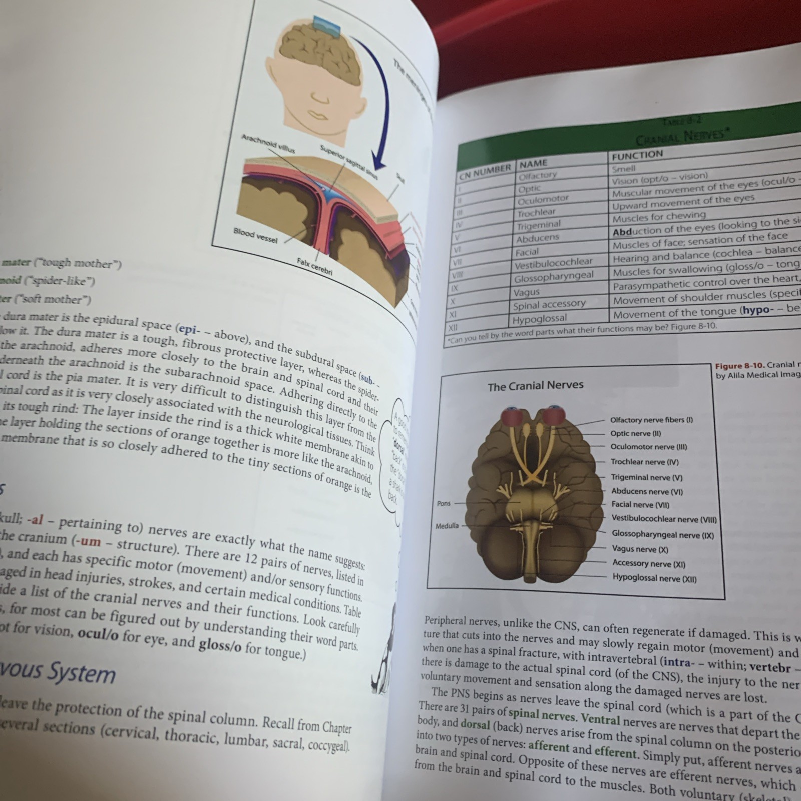 Medical Terminology with Case Studies in Sports Medicine by Katie Walsh Flanagan