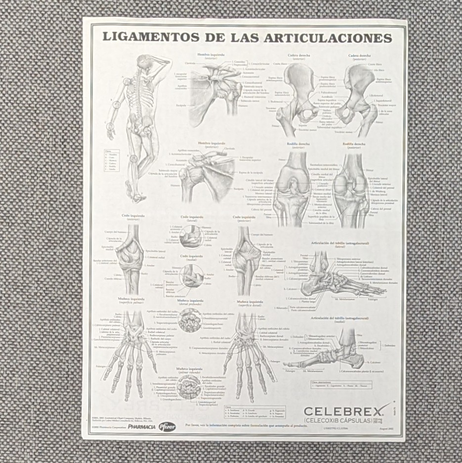 Drug Rep Advertising Celebrex Anatomical Chart Ligaments of the Joints 8.5×11