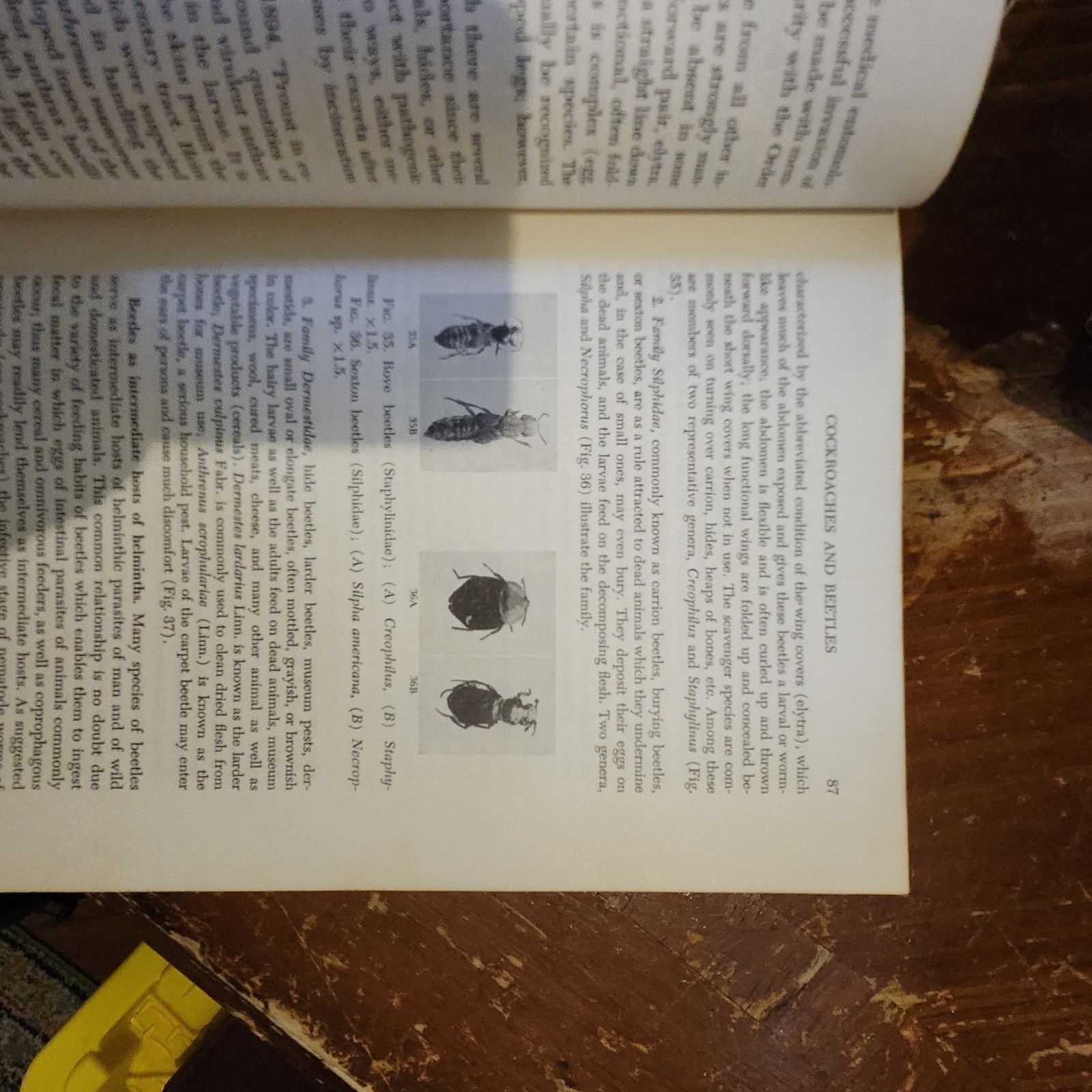Medical and Veterinary Entomology by William B Herms 1915 Macmillan HC